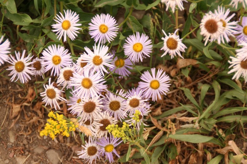 Trip (71).JPG - Wild flowers at the Tetons National Park